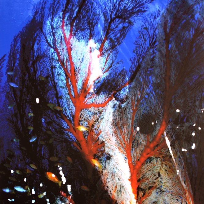 13-231 Grand blanc © Belinda BUSSOTTI